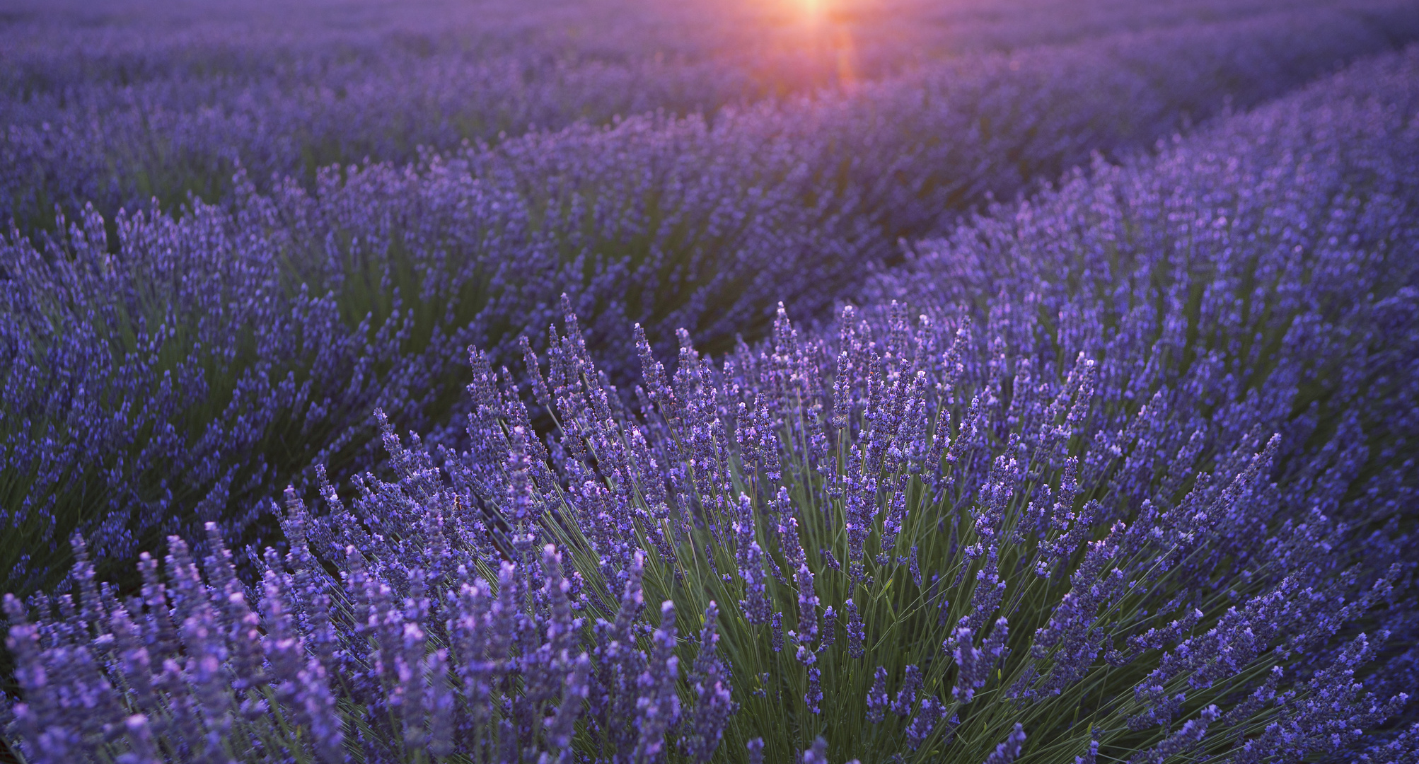 Provence