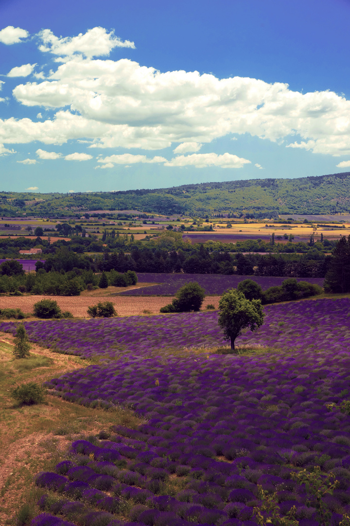 Provence