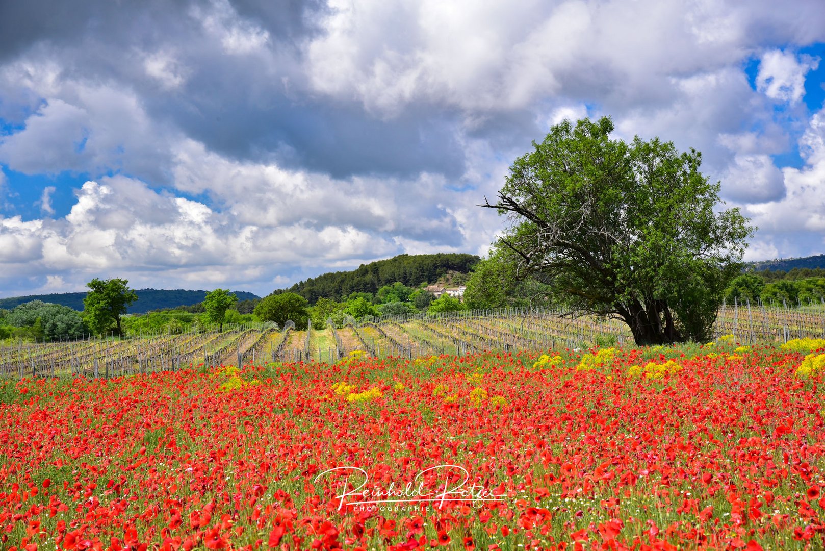 Provence à la Carte