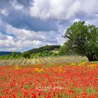 Provence à la Carte