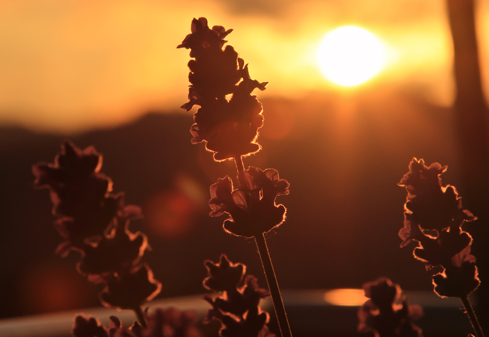 Provence aufm Balkon