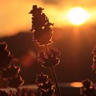 Provence aufm Balkon