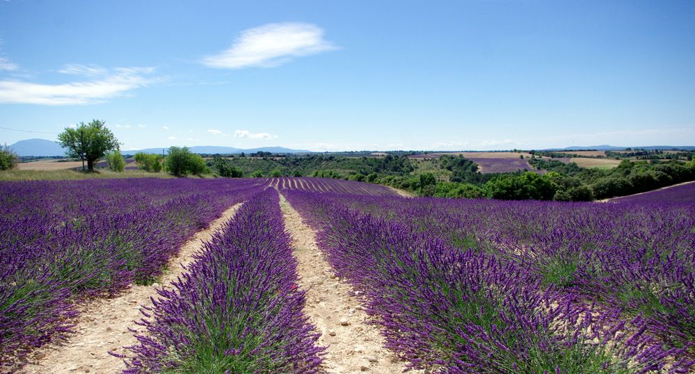 Provence ..........