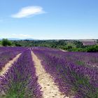 Provence ..........