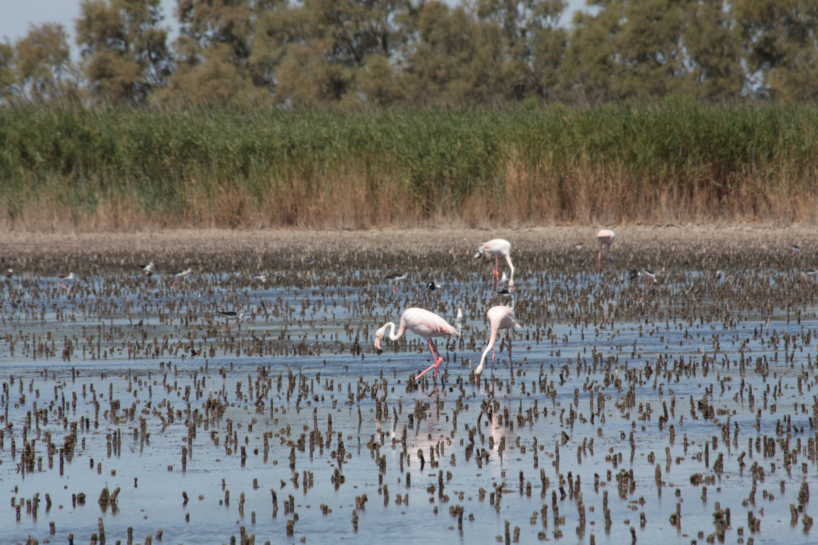 Provence - Camargue