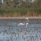 Provence - Camargue