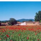 Provence & coquelicots