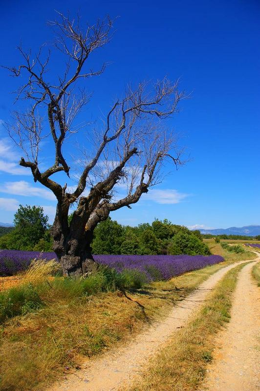 Provence