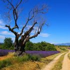 Provence