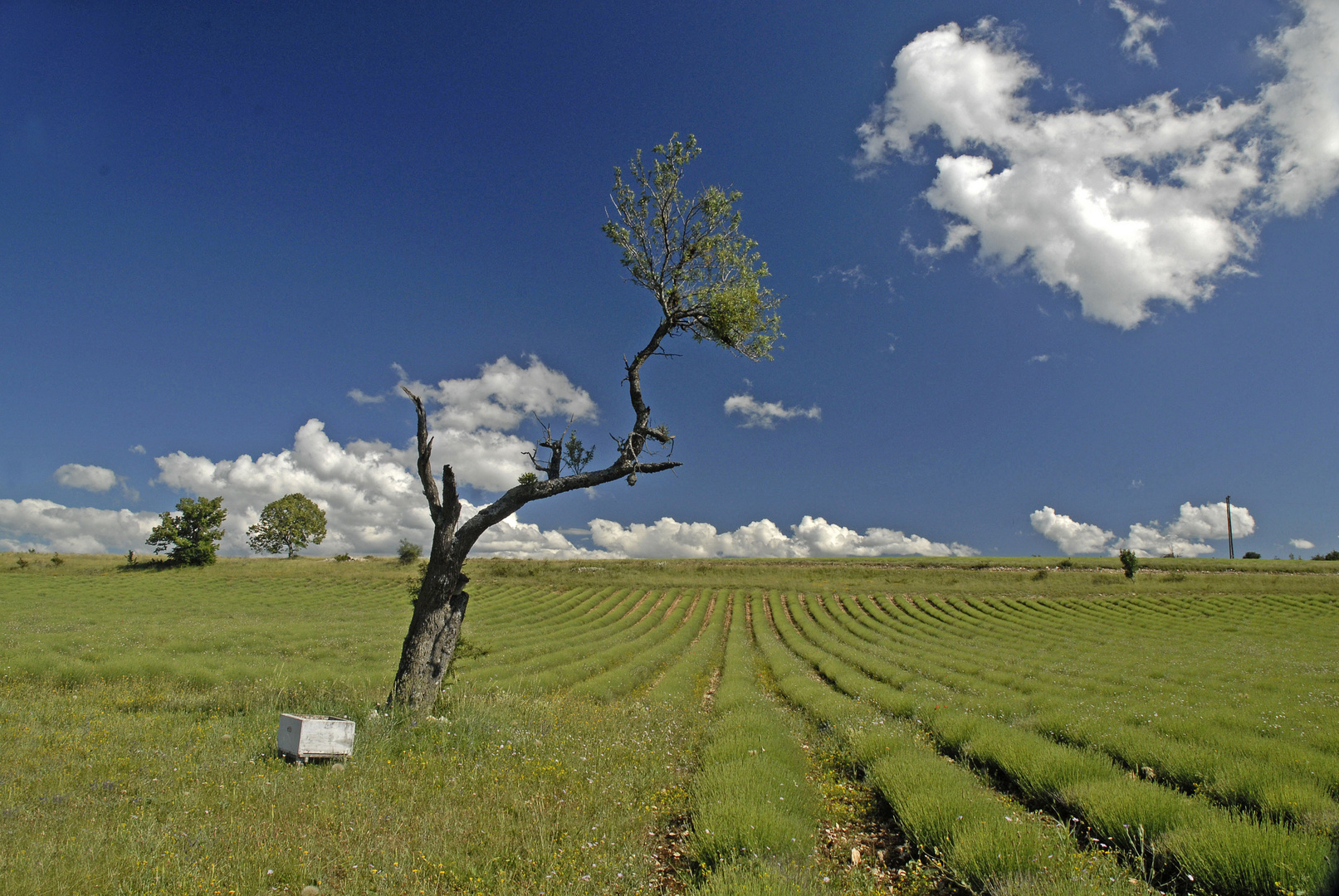 Provence