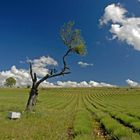 Provence