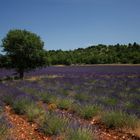 Provence