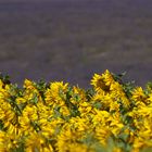 Provence