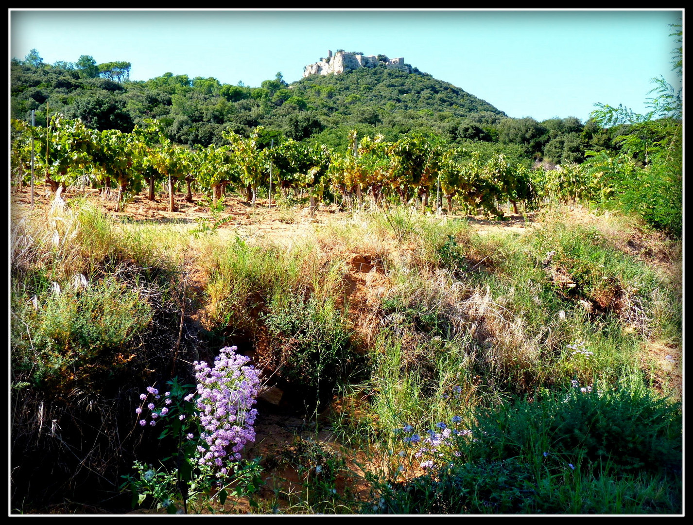 Provence 