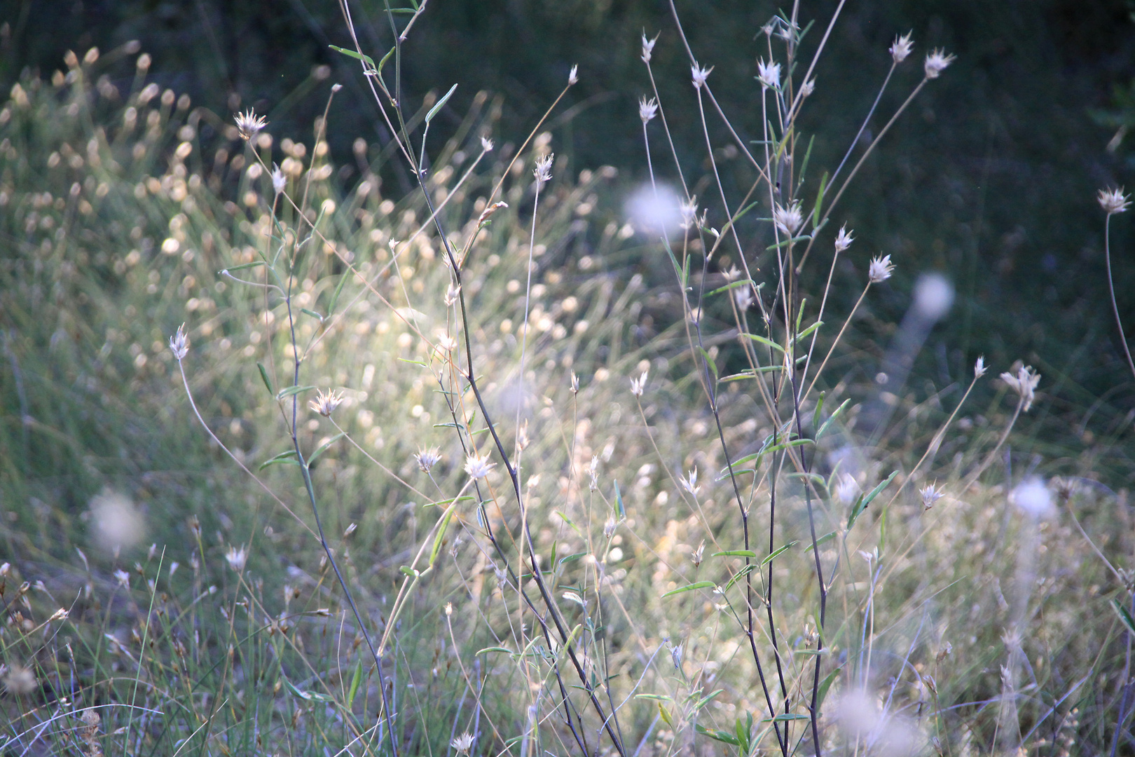 Provence