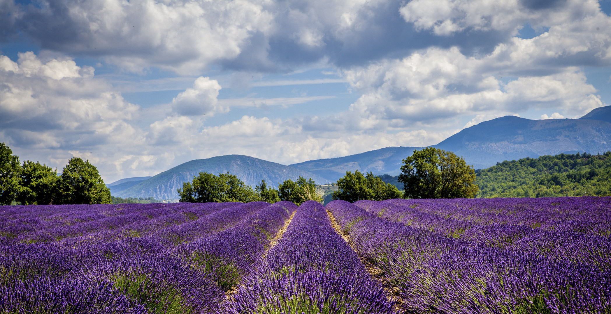 Provence en lavandes