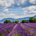 Provence en lavandes