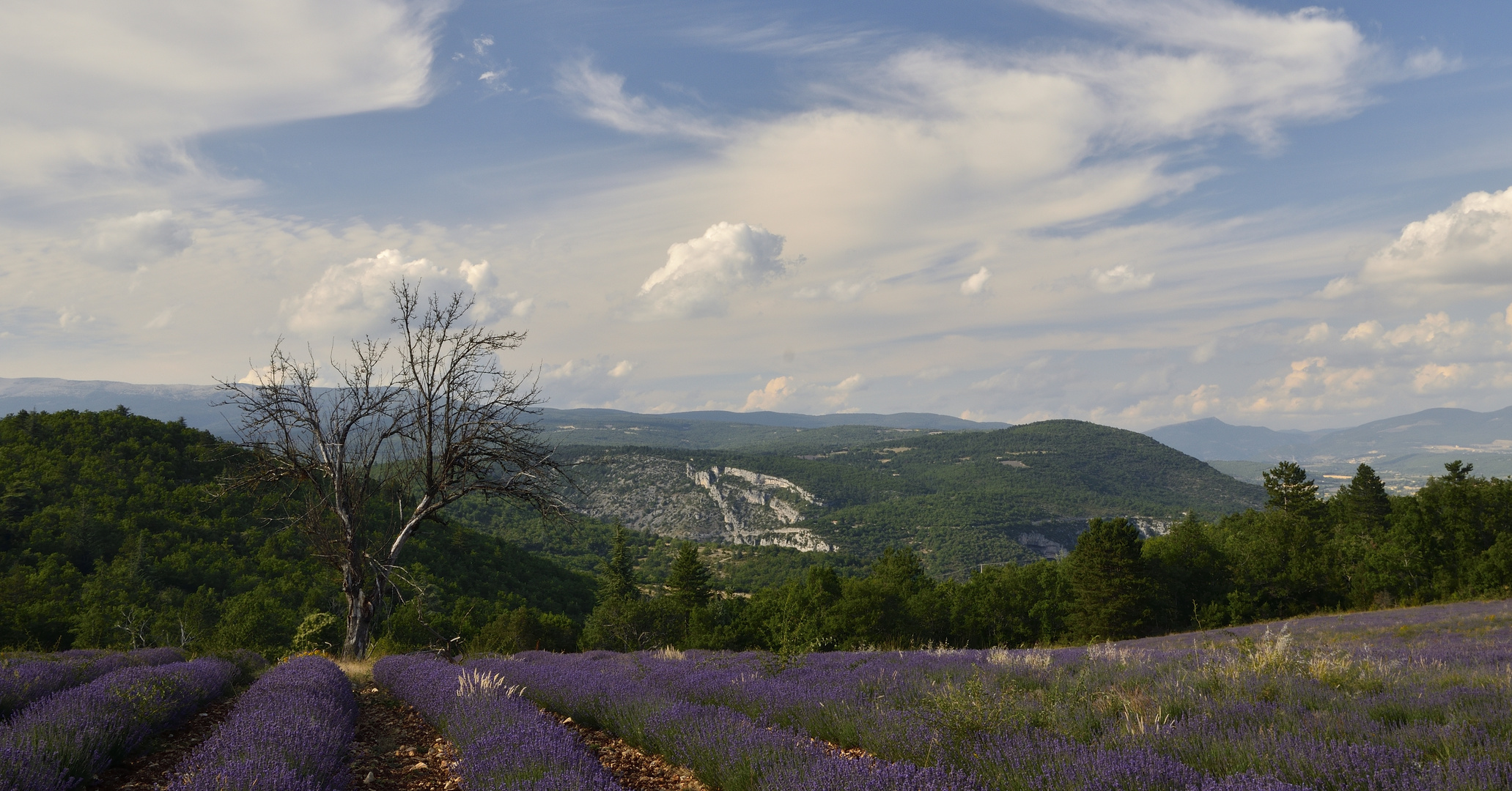 Provence et Lavande. Das ist keine große Fotokunst, ist aber nicht mein Ziele..... ;-)