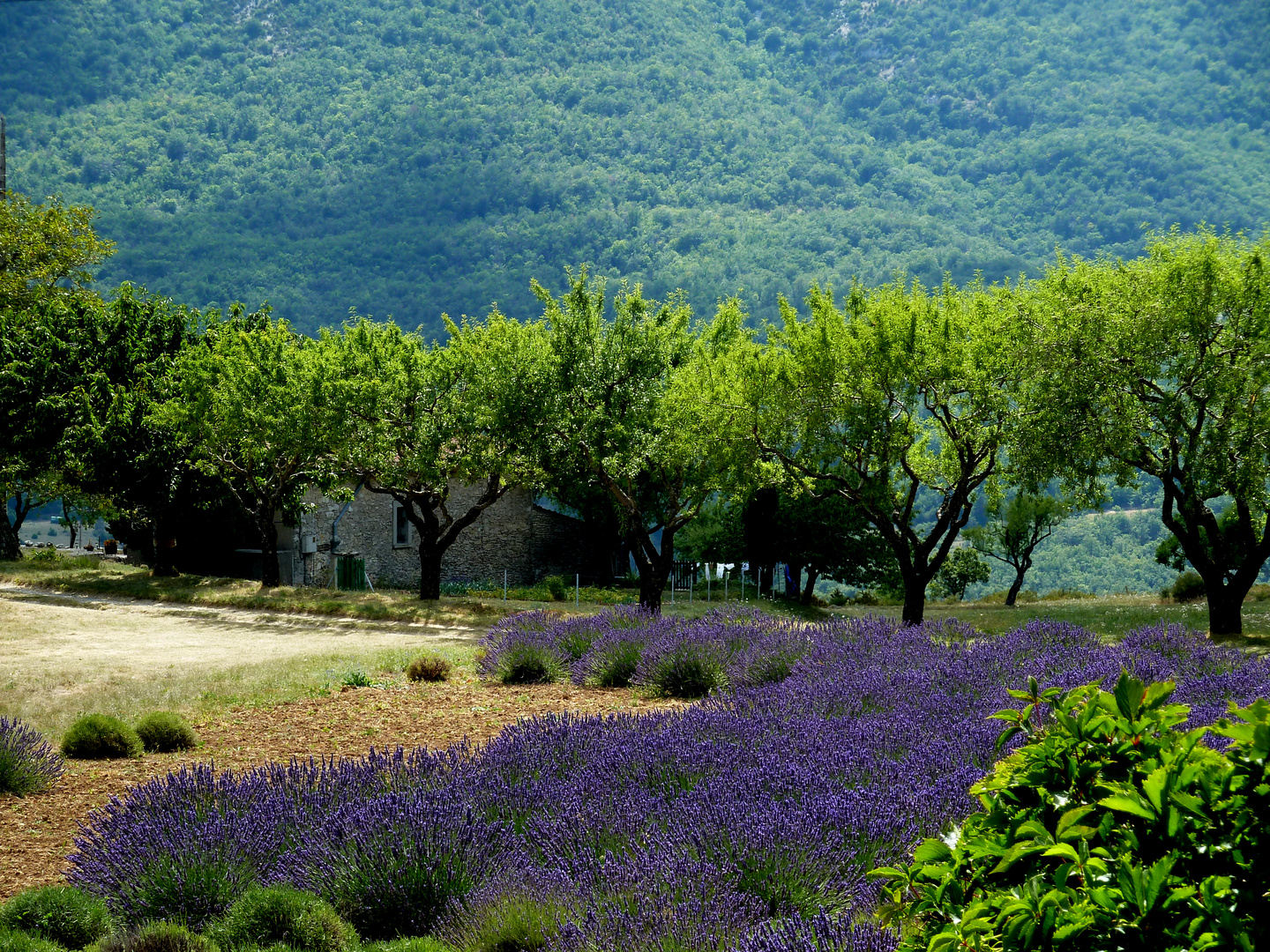 Provence