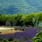 Provence