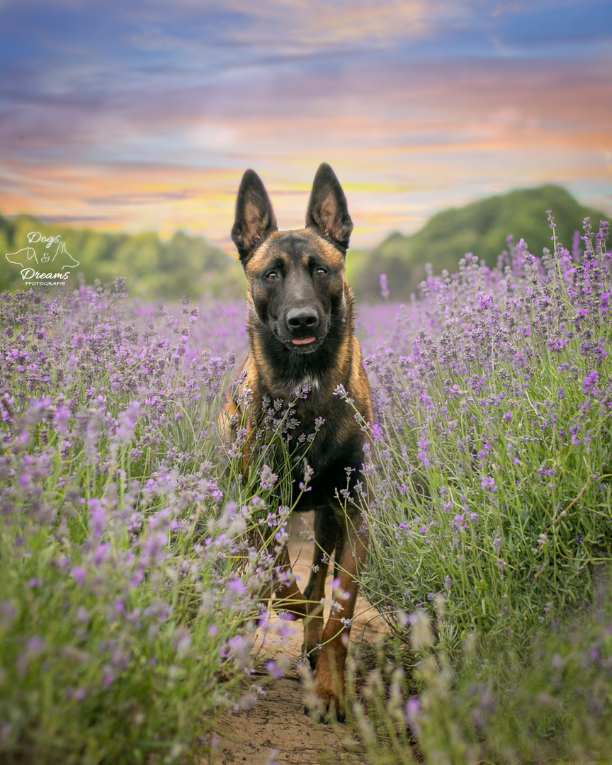 Provence Feeling 