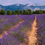 Provence II