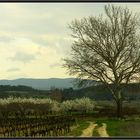 Provence im Frühling