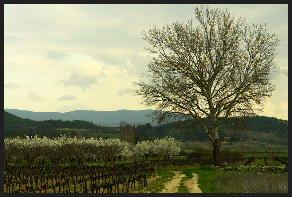 Provence im Frühling