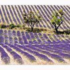 Provence-Impressionen 2