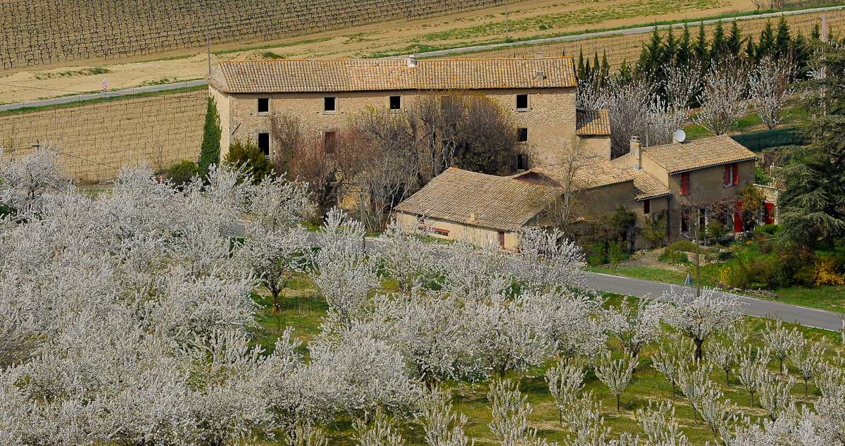 Provence in fiore