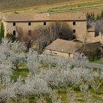 Provence in fiore