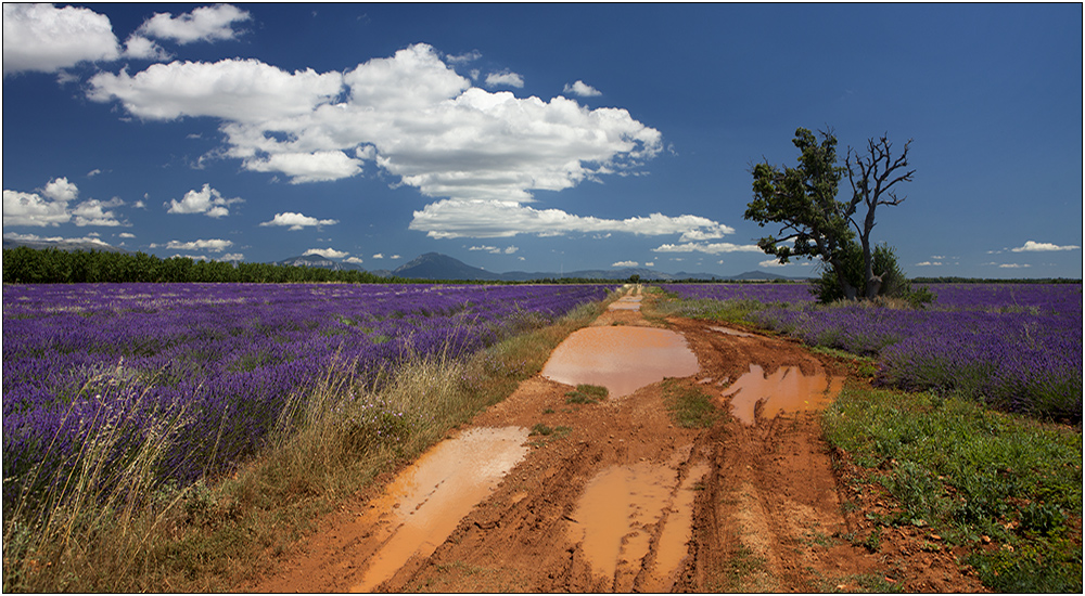 Provence Interne