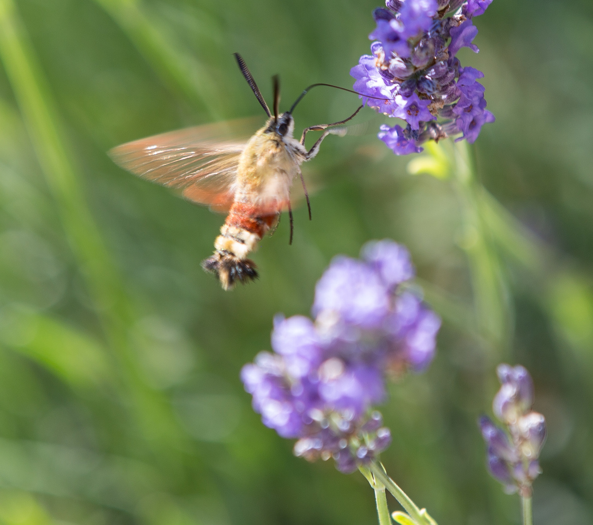 Provence Juli 2012