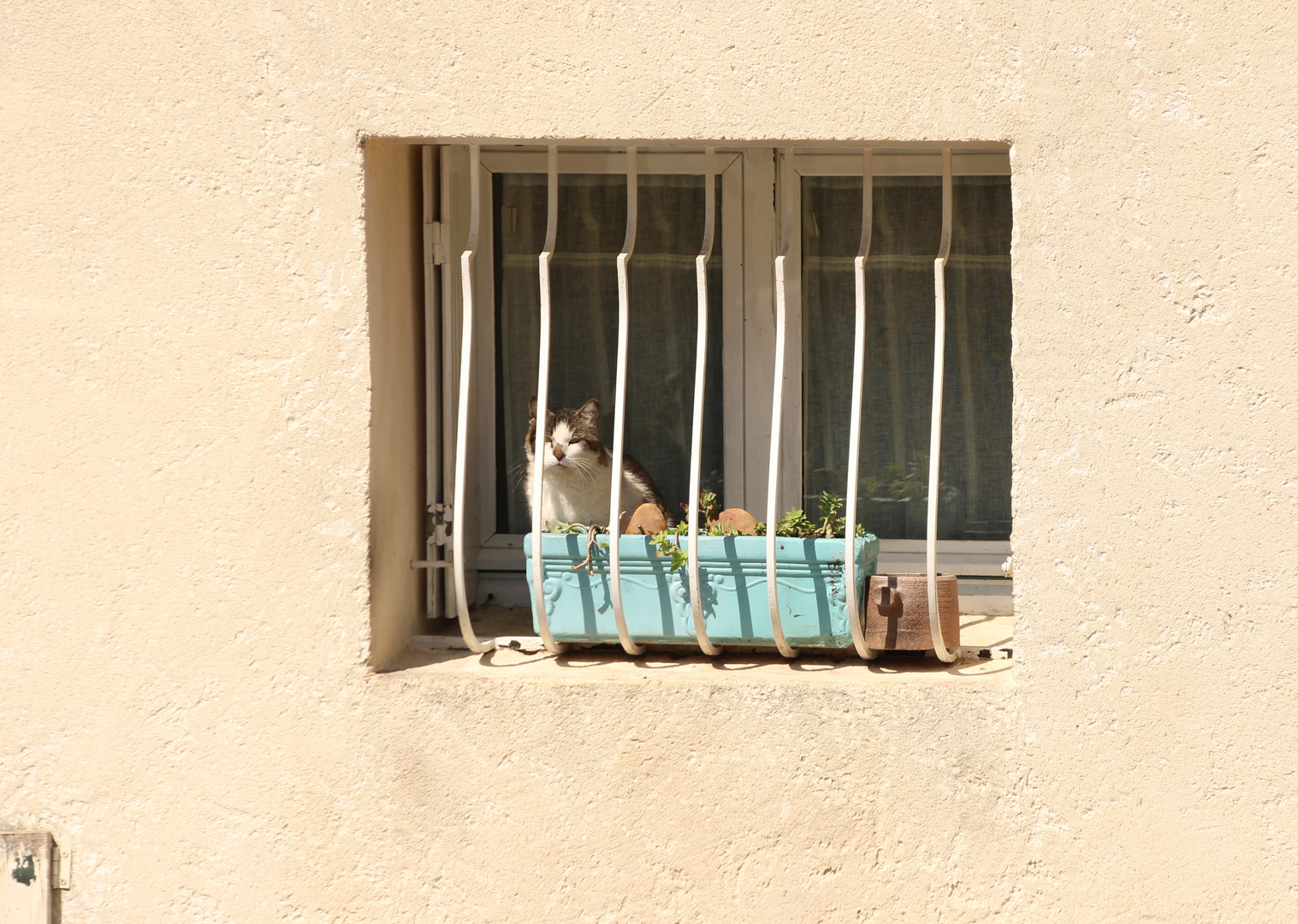 Provence Katze
