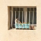 Provence Katze