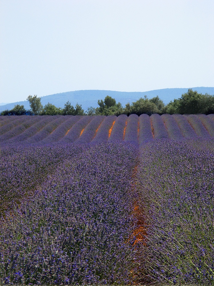 Provence-Klischee