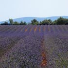 Provence-Klischee