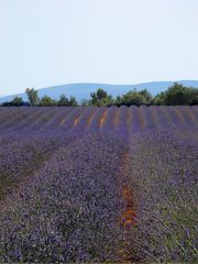 Provence-Klischee