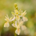 Provence-Knabenkraut (Orchis provincialis)