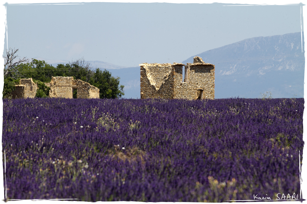 Provence, lavande sur le plateau de Valensole