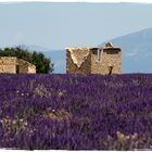 Provence, lavande sur le plateau de Valensole