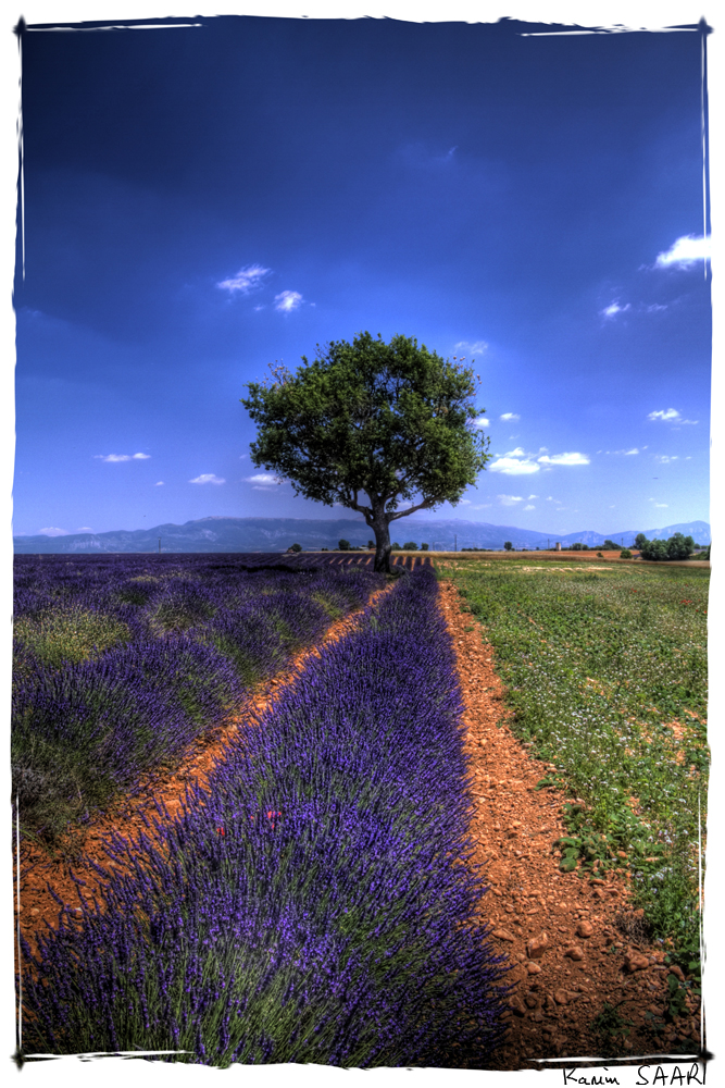 Provence, lavande sur le plateau de Valensole