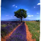 Provence, lavande sur le plateau de Valensole