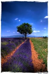 Provence, lavande sur le plateau de Valensole