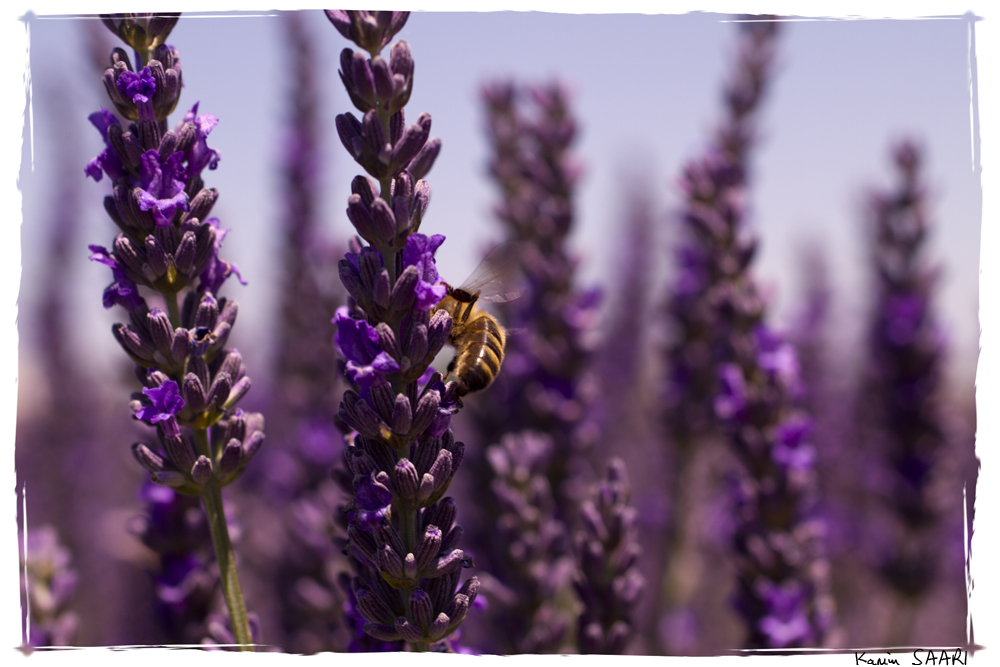 Provence, lavande sur le plateau de Valensole