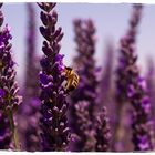 Provence, lavande sur le plateau de Valensole