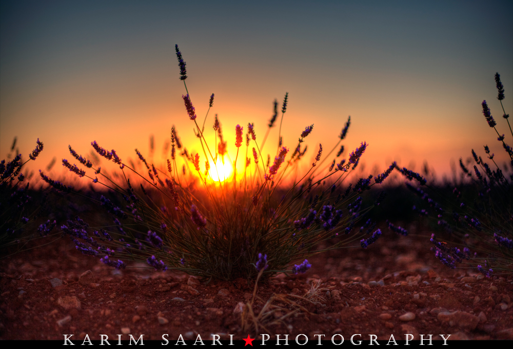 Provence, lavande sur le plateau de valensole