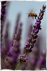 Provence, lavande sur le plateau de valensole