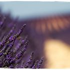 Provence, lavande sur le plateau de Valensole