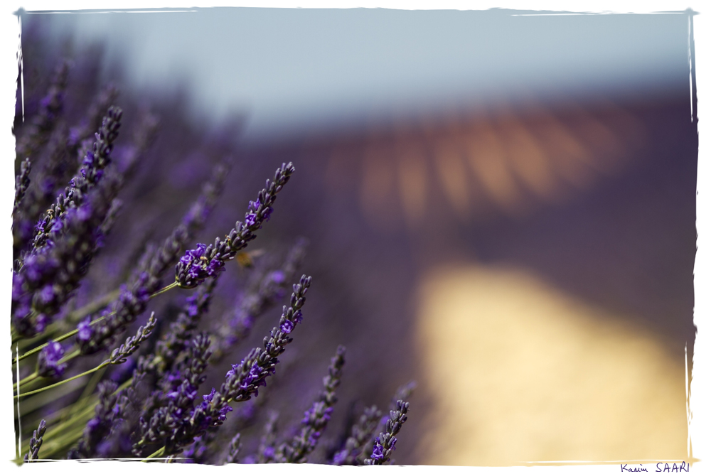 Provence, lavande sur le plateau de Valensole